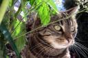 chat.thumbnail Adieu mon Zouzou